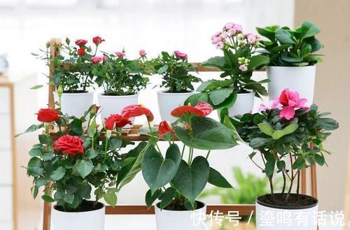 新买植物，到家一定要做的几件事儿，这样才能不至于变成星期花。