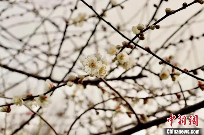 杭州“梅海”暗香浮动