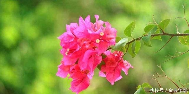  写出|唐代大才女，被小自己11岁的男友抛弃，一气之下写出千古名句！