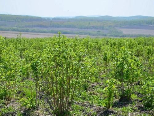  嫩叶|这树满身刺，嫩叶却成极品野菜，民间俗称“刺拐棒”，一斤30元