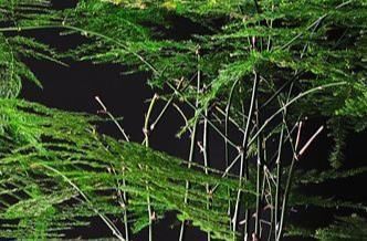 三种花有钱人最喜欢,养在家里既招财又能接好运,好看还易养