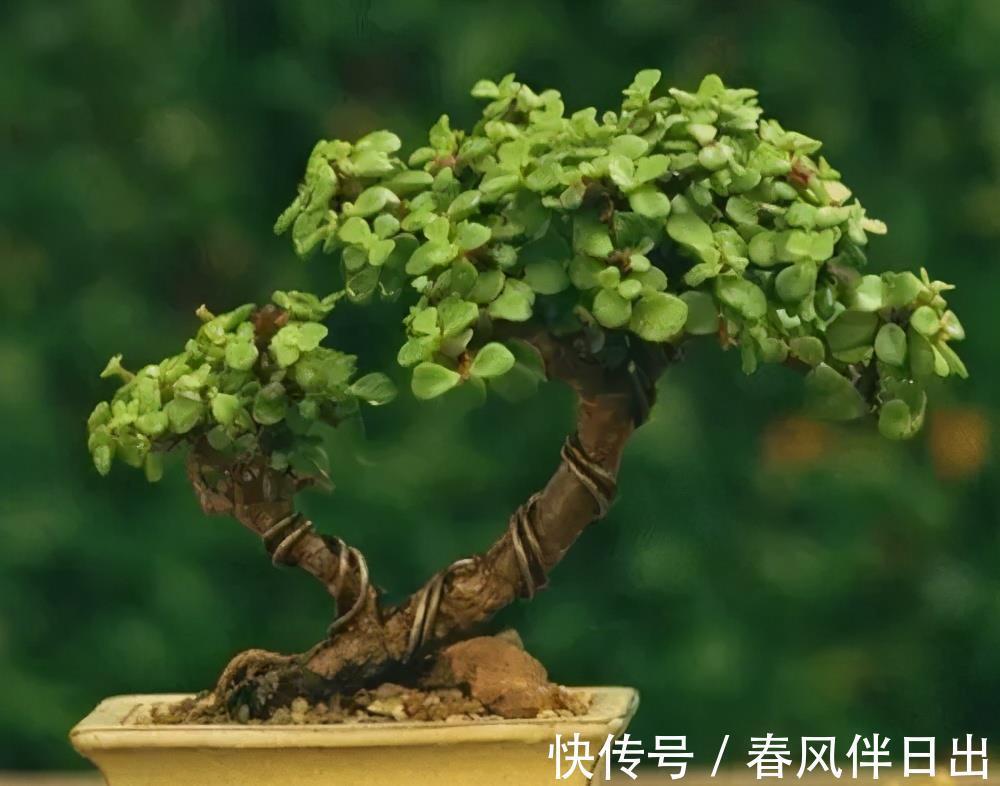 养分|家里养棵树,经常修剪长势好,养成老桩盆景,价格翻几番