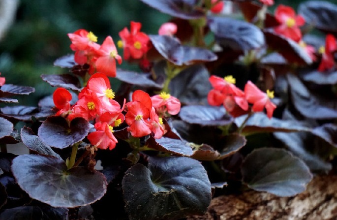 秋海棠开花少教你3个养护妙招,四季开花,花繁叶茂