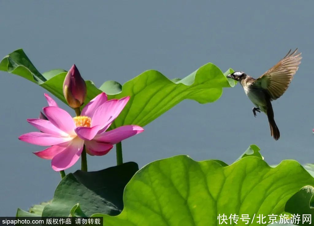 风景|免费！风景如画，微风湖畔，这个避暑圣地就在…