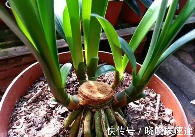 原来君子兰也能修剪根系叶片唰唰剪,开花硕大叶油绿!