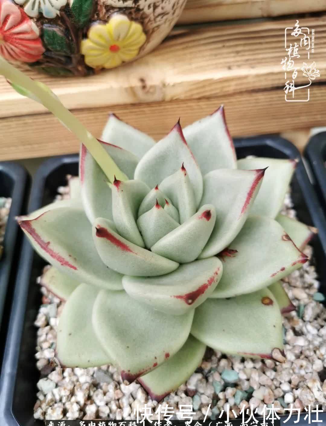 锦晃星|时光不再,人心在,多肉在!