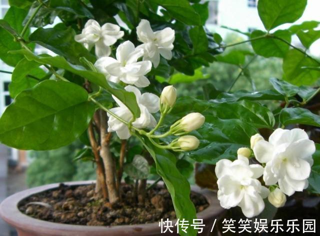 茉莉|家里没有阳光，不要去养3种花，养了也不开花