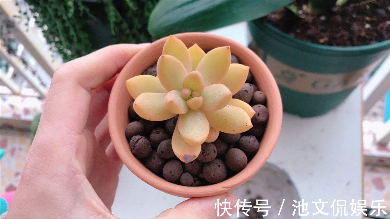 裸根多肉|别光顾着买多肉,盆换不好,怎么养都不活!