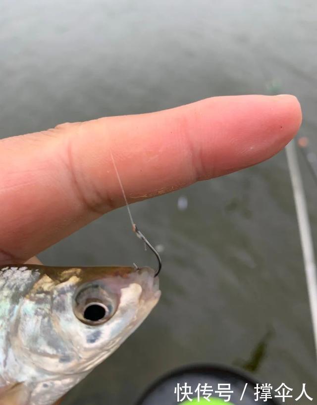 钓具|野钓实用性很高的3种钩型,分别应对大中小3类鱼情---皇禾钓具