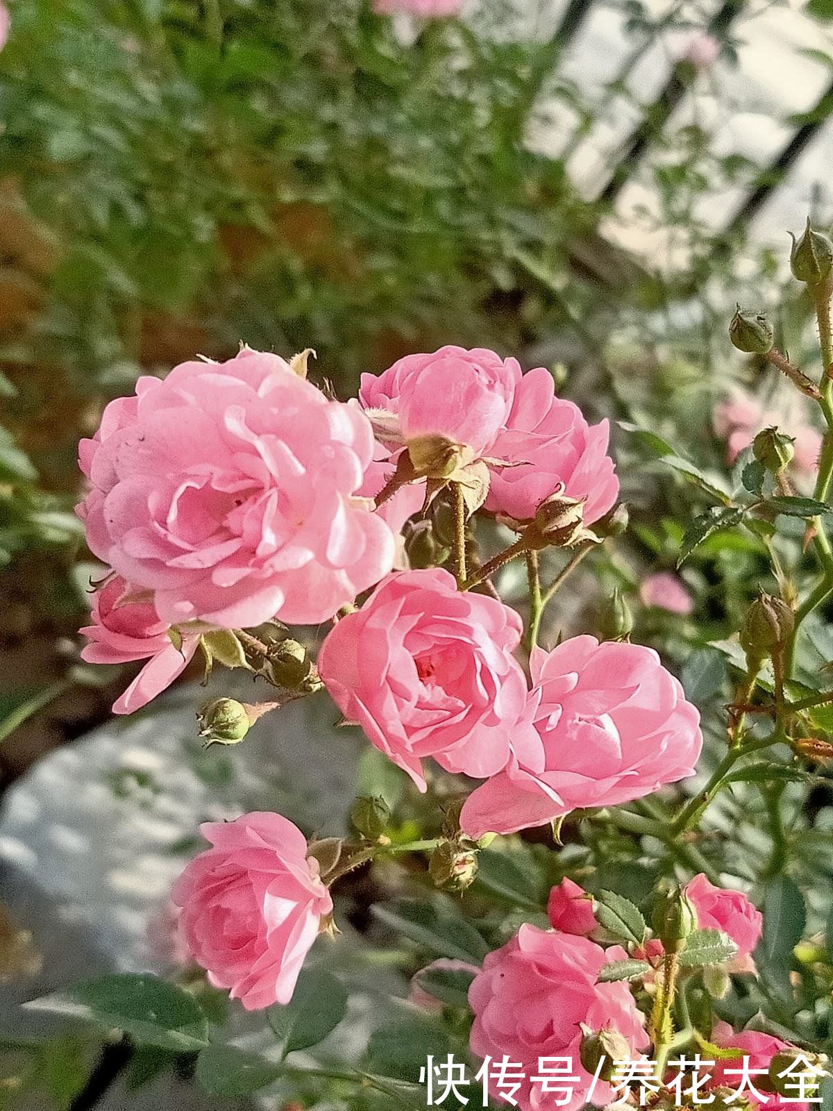 在家养盆护“迷你花”，花朵只有手心大，越养越喜欢