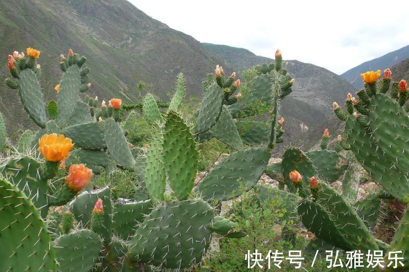 养多肉,要“贱养”,栽进沙子里,不吃不喝,美美的状态养出来