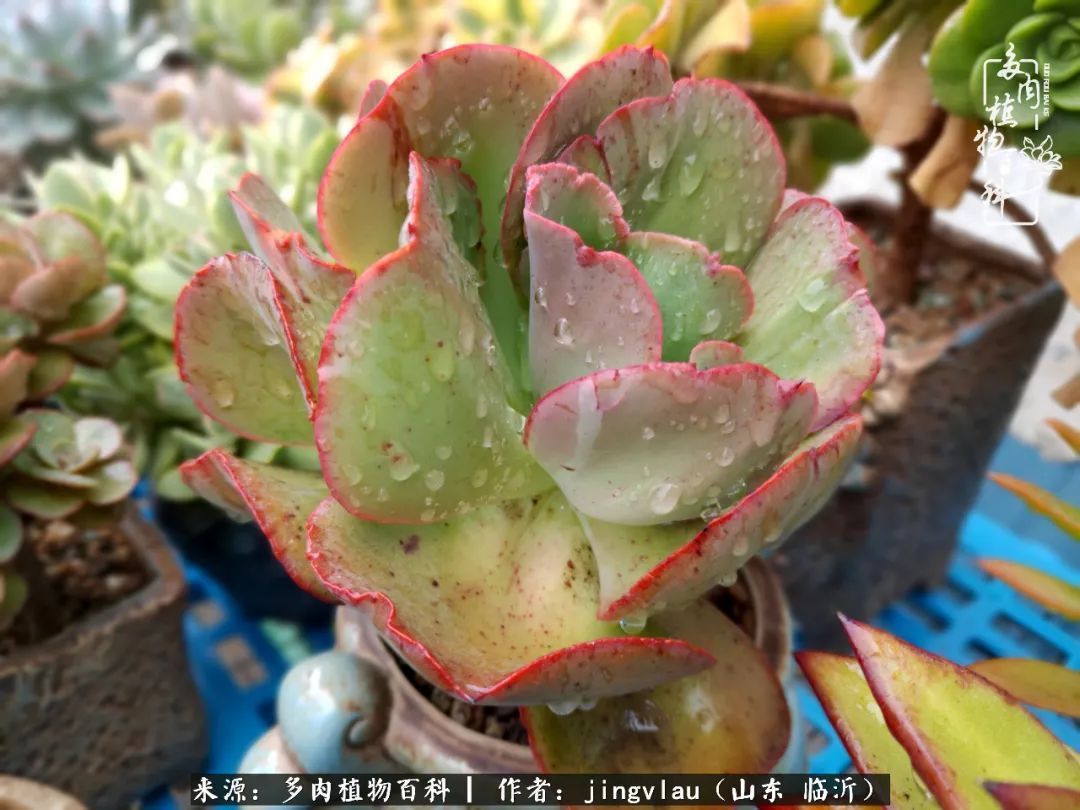 花月|多肉露养度夏，没遮阳没遮雨，有惊无险！