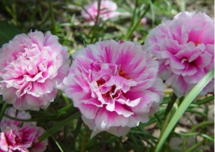 5种小众花，特别受大家喜爱，开花多、花期长，仙气十足！