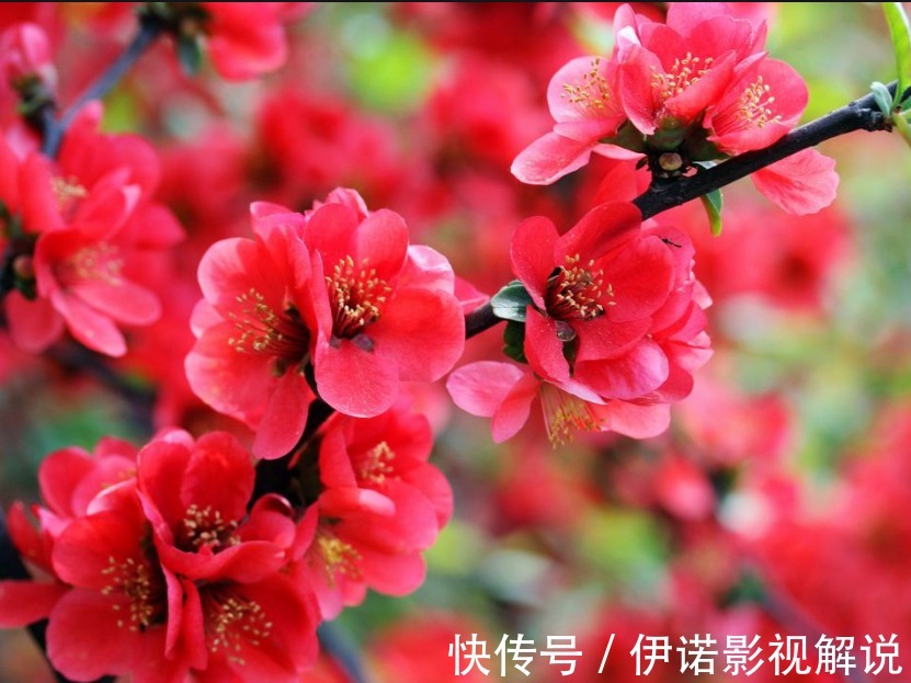 喜欢养护花卉，就选择花色艳丽、花期长，容易开花成花海的花卉