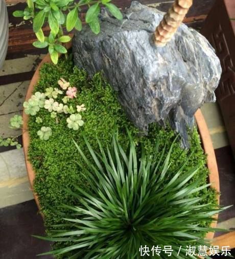 巧媳妇在家养了这种绿植盆栽,满屋子都是香味,出门连香水都不用喷