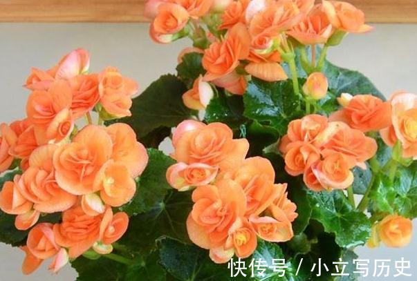 花市|深秋逛花市，看到4种花随便买，再冷都能开花爆盆，十分漂亮