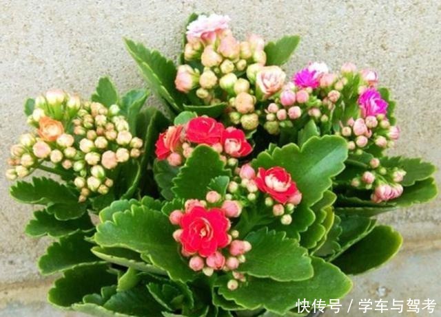 养花长得旺，开花多，秘密全在花盆里，你知道是什么吗！