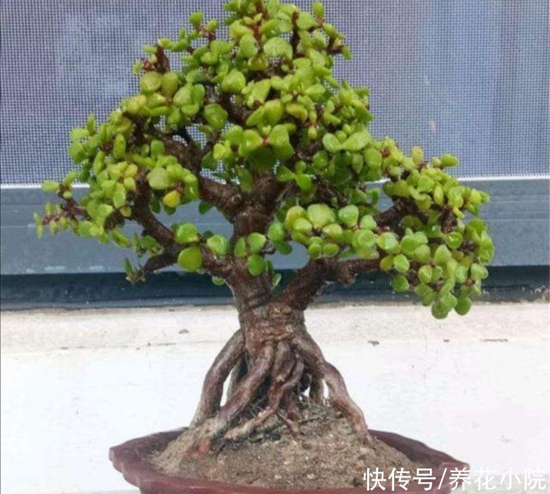 生长期|6种清新小绿植,摆放在室内观赏,漂亮大方,空气好