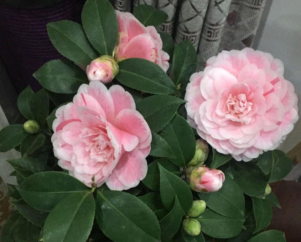 这五种花别再修剪,老枝条长势稳,秋冬花芽多