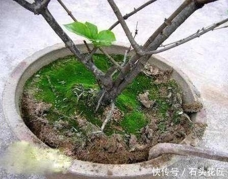 养花|养花土“板结”大土块?平时用4种“酸性水”浇灌,土质疏松肥沃
