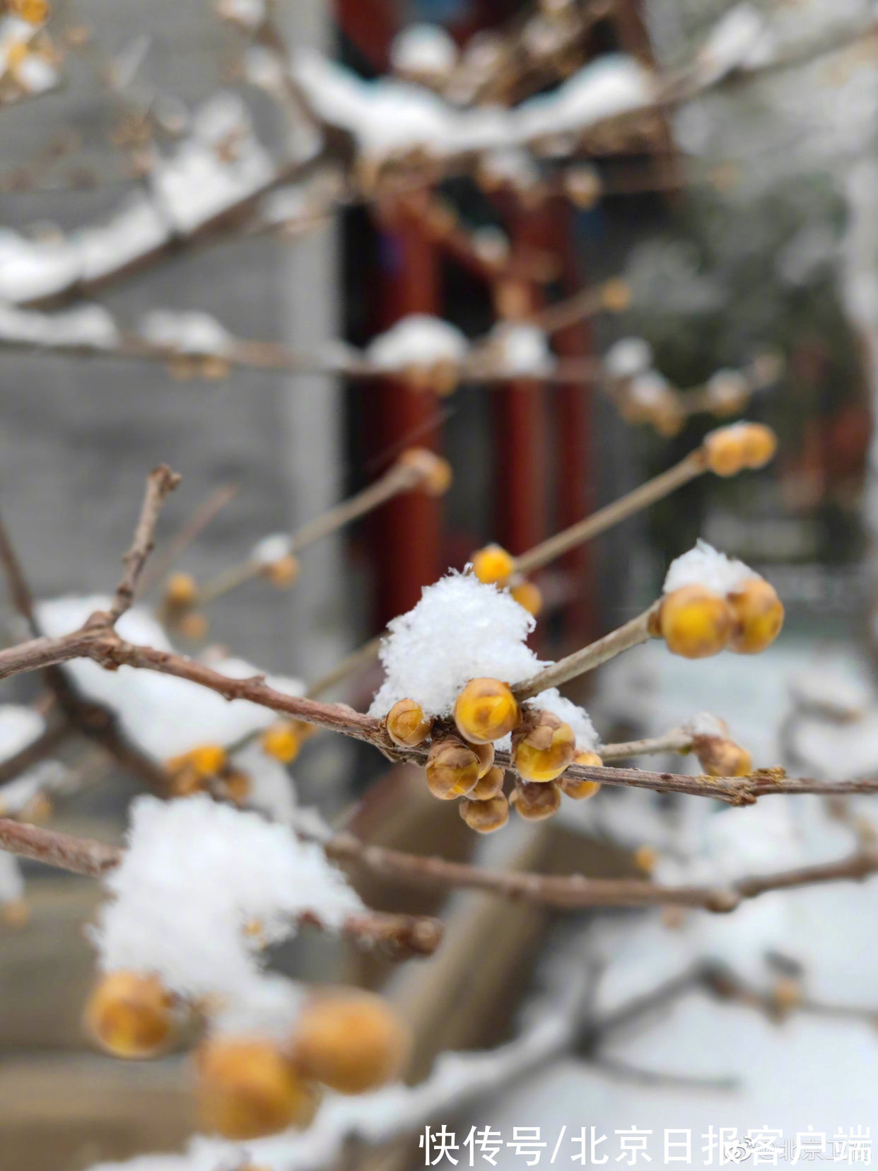 赏梅|暗香扑鼻来，花开正当时！北京号带您“云”赏蜡梅