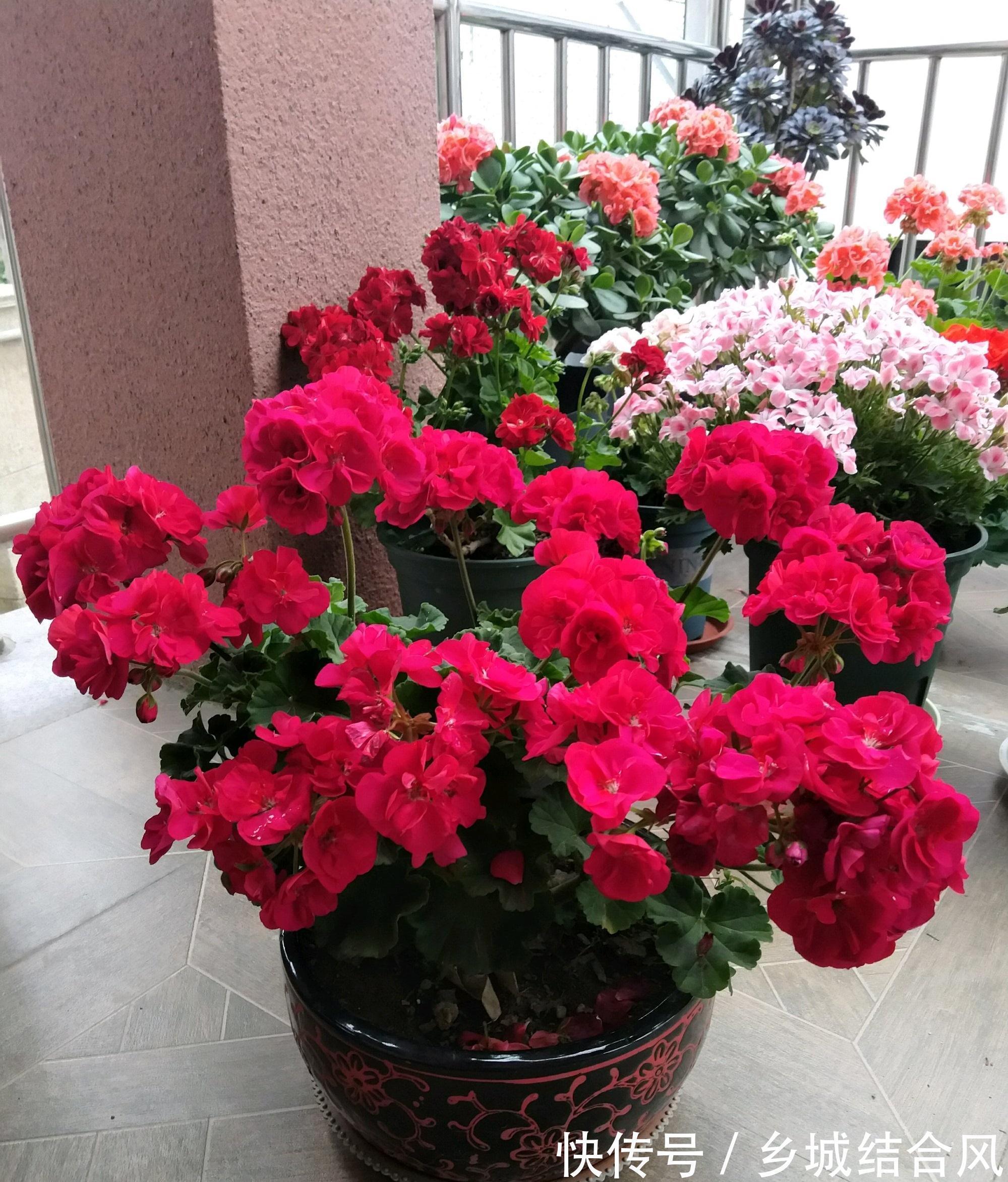 白根|5种“漂亮花”,掰个叶子插土里,7天长出大白根,一盆繁殖几十棵