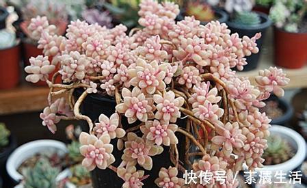 莲座状|公认好养的4种多肉植物,养一年就能长满盆,像是从花盆里流出来