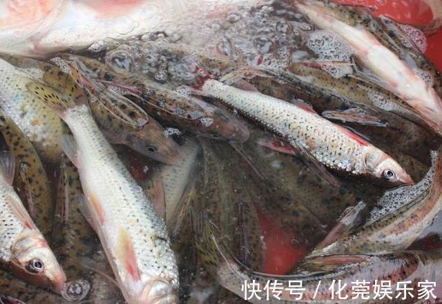 吃起来|好吃又便宜的4种海鲜鱼，基本“没腥味”，吃起来相当过瘾