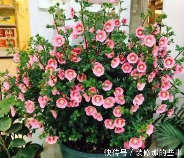 4种花养家里,福旺运旺财更旺,花开不断,还能旺财!