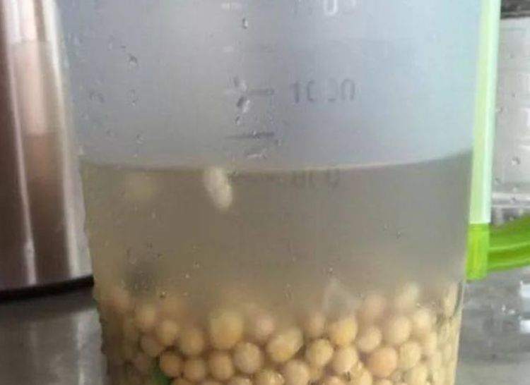 养君子兰“不要等”,盆里加“1物”,快速出箭开出“大花球”