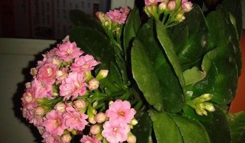 夏季长寿花黑腐现象严重,“反着”来养,养出更多侧芽更容易爆盆