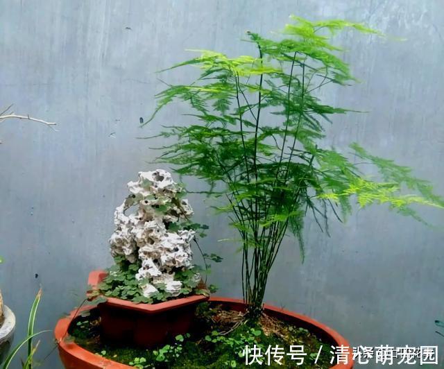 多肉植物|6种花,长高就“变丑”,株型低矮才“漂亮”,要舍得剪