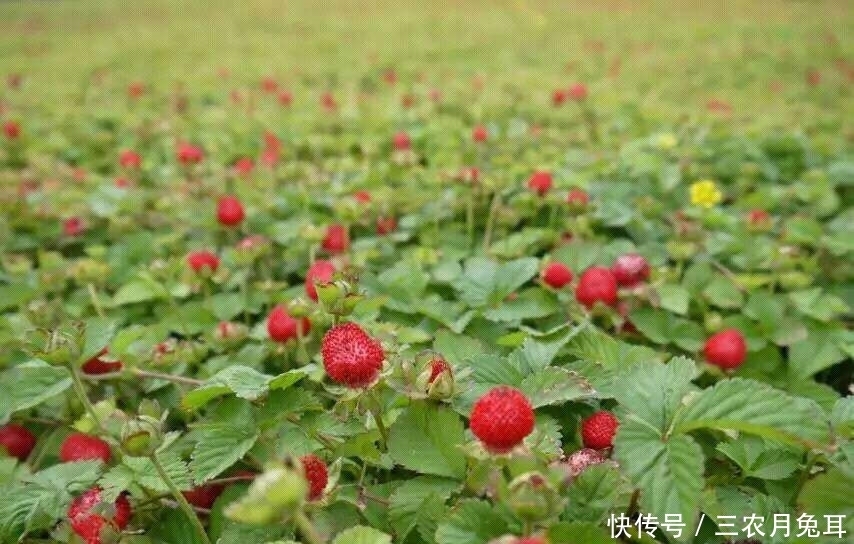 嫌棄|蛇看到就害怕,泡水喝能消炎,味道有點(diǎn)怪很多人嫌棄吃