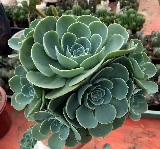 这八种漂亮多肉很常见，能够认全的人却不多，你又能认识几种呢