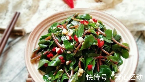 药用价值|“吃得马齿苋,到老无病患”,被称长寿菜的马齿苋,有哪些好处