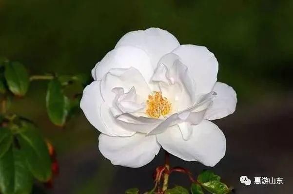 美国库勃有氧研究所|两个养生黄金期,一个是睡前,一个竟是…99%的人都不知道!