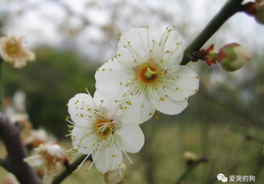 组合|王安石这首集句诗出神入化,只是那么随意一组合,同样写出了新意