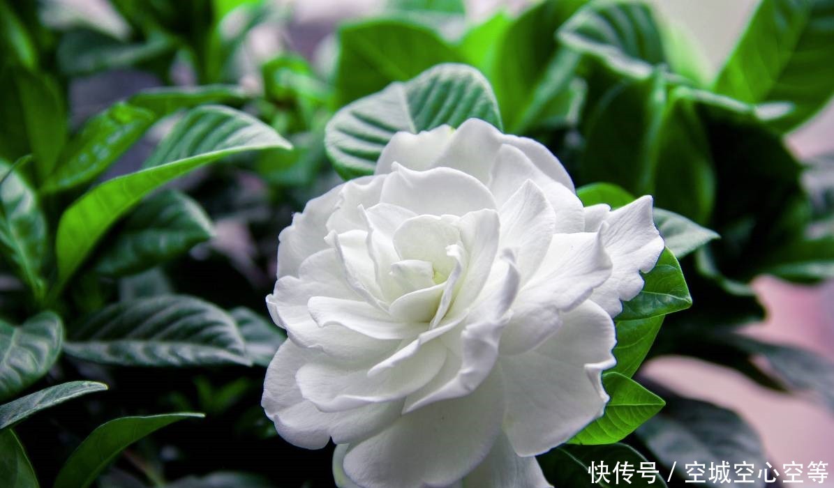 喜欢养护花卉,就在家中春季养护3种花卉,花朵层层叠叠,美极了