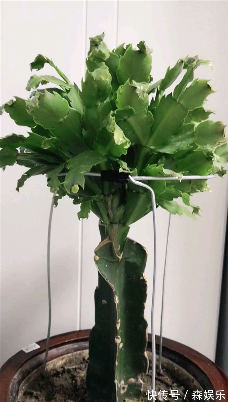 蟹爪兰砧木快被抽干,给它“打点滴”,砧木复壮快,蟹爪兰开花旺