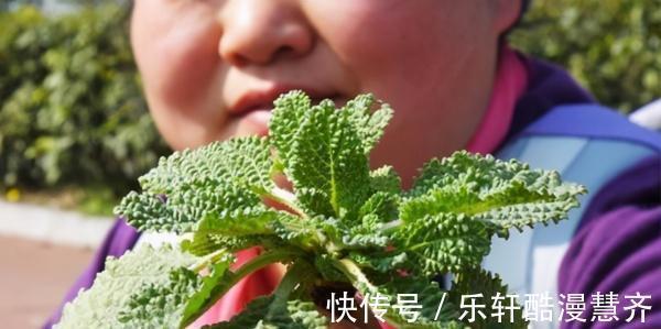 香椿炒鸡蛋|常误以为是野薄荷,看到名字才知道对不上,炒鸡蛋堪称一绝,真香