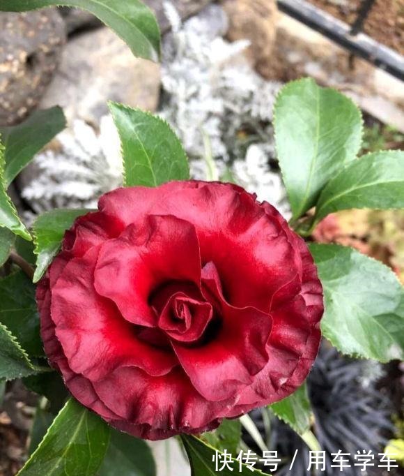 10种花特耐寒,零下5度也能养,冬天也有花看!