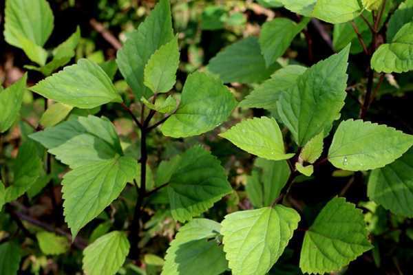 农村一种野草 名叫紫茎泽兰 它能用来做什么呢 快资讯