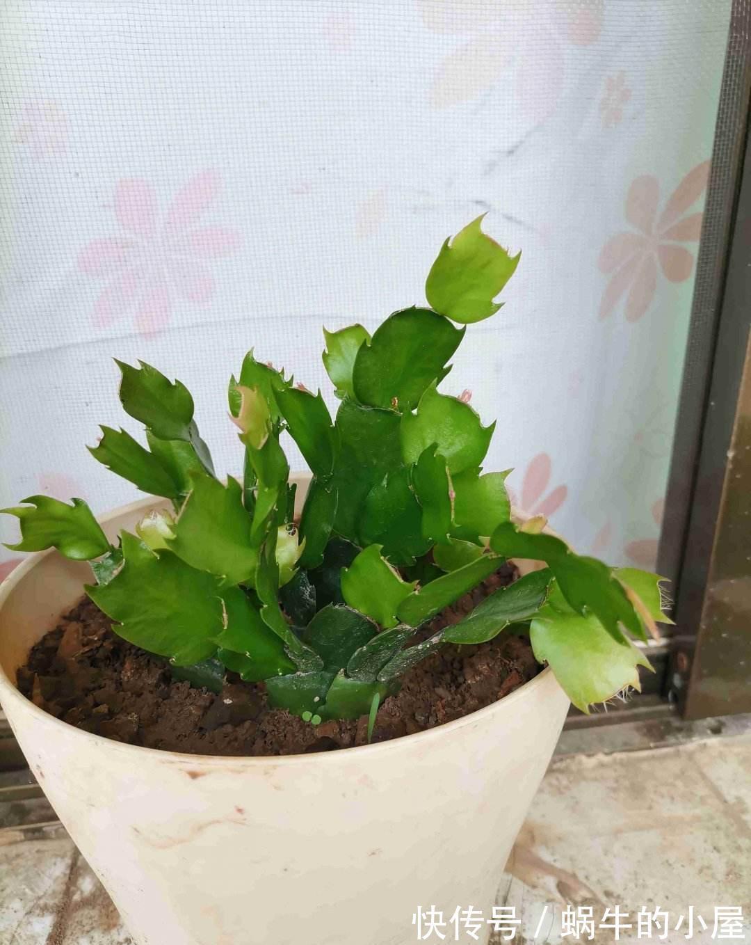 叶子|蟹爪兰发蔫不开花,做好5步,再也没人说像“林黛玉”