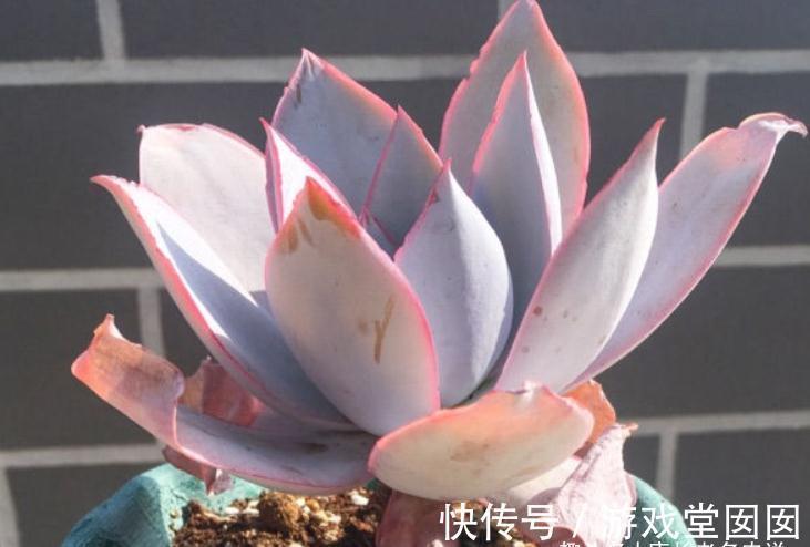 人间清暑殿，天上广寒宫——既仙又飒的广寒宫乃必养的多肉之一