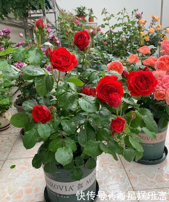 品种|喜欢养花就盆栽月季，此款花期长、易爆盆，一株苗开出多色花