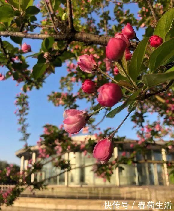 种树|院子里别乱种树,海棠“富贵满堂”,桂花“出贵子”,旺运添福
