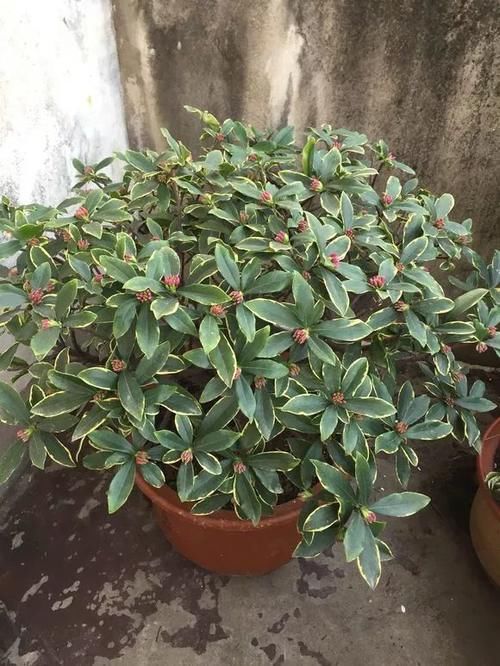  种花|比香水好闻的3种花，冬天开爆盆，满屋飘香精神好！