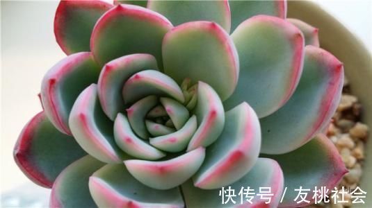 养多肉，满足4个条件，上色快长满盆，人人见了都夸美