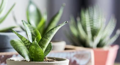 天冷养虎皮兰,做到这些,室内盆栽照样呼呼窜新芽,幼苗挤满盆