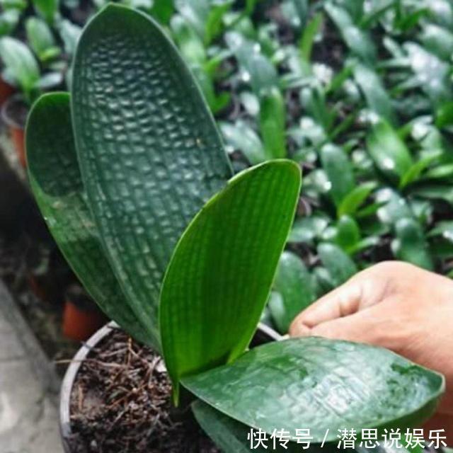 花友|给君子兰换盆,谨记“1个要、2个不要”,叶厚根壮,快速服盆!
